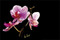 Fond d'ecran gratuit - Orchide
