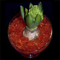 Gel rtenteur d'eau Floragel - Bulbe de Jacinthe