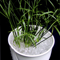 Gel rtenteur d'eau Floragel - conomies d'eau