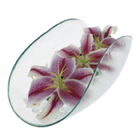 Gel rtenteur d'eau Floragel - Orchides