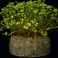Gel rtenteur d'eau Floragel - Germination - Radis