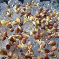 Gel rtenteur d'eau Floragel - Germination
