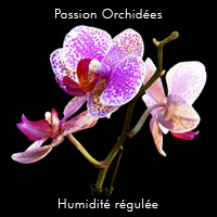 Gel rtenteur d'eau Floragel - Orchide