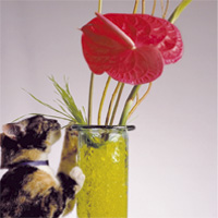 Gel rtenteur d'eau Floragel - pique-fleurs