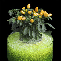 Gel rtenteur d'eau Floragel - Plantes - Poivron