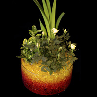 Gel rtenteur d'eau Floragel - Plantes et bulbes