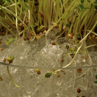 Gel rtenteur d'eau Floragel - Germination - Radis-Gros plan