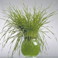Gel rtenteur d'eau Floragel