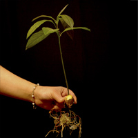 cristaux rtenteurs d'eau Floragel - Faire pousser un avocat