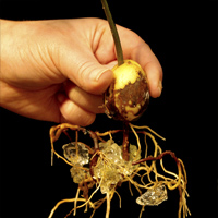 cristaux rtenteurs d'eau Floragel - Faire pousser un avocat - Gros plan 1
