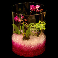 cristaux rtenteurs d'eau Floragel - serre